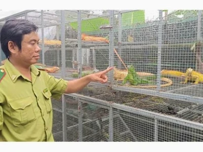 Nuôi rồng tại TPHCM: Thú chơi đắt đỏ và những vấn đề pháp lý