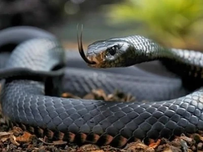 Rắn Mamba Đen: Khám phá Loài Rắn Độc Dài Nhất Châu Phi