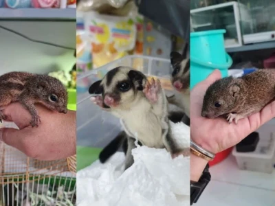 Sóc Đất Ăn Gì và Nên Tránh Ăn Gì Để Tối Ưu Sức Khỏe