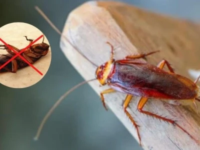 Tuyệt chiêu diệt gián tận gốc tại nhà, bảo vệ sức khỏe và không gian sống