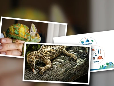 Comprehensive Guide to a Holistic Approach to Reptile Health and Wellness